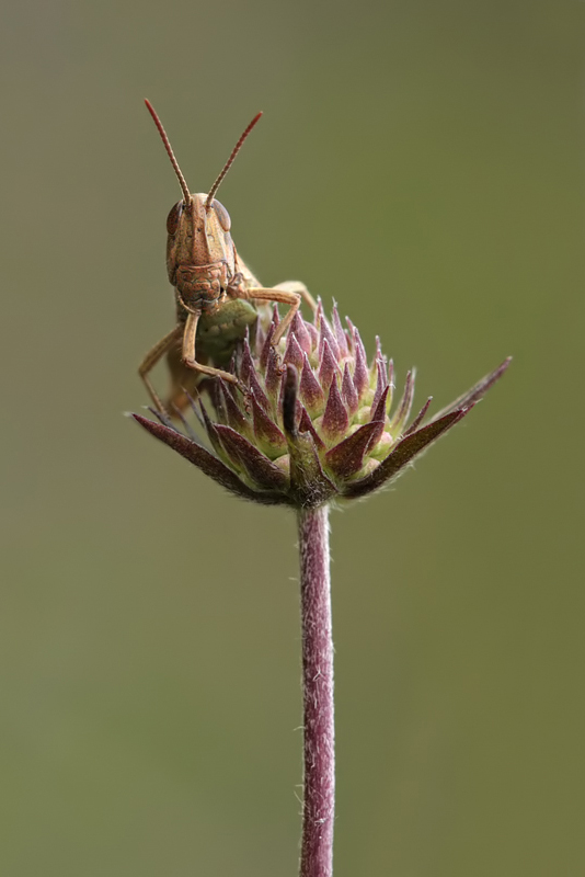 Lesser Marsh Grasshopper 1
